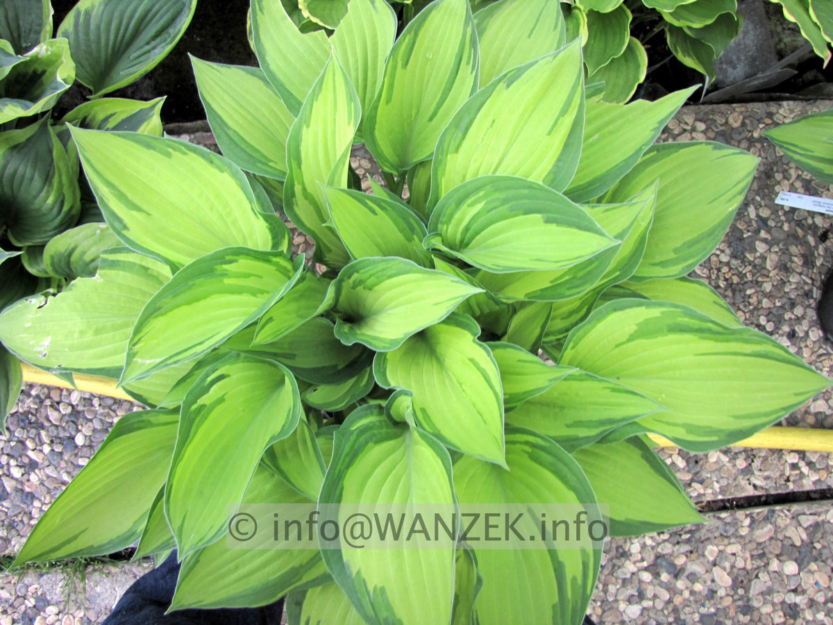 Hosta fortunei Aureomaculata Beaumont 02.JPG